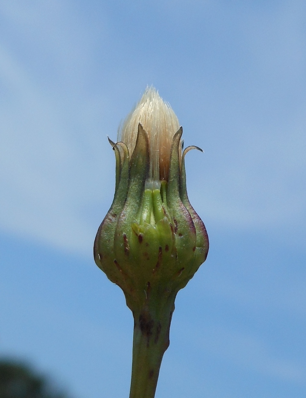 Leontodon saxatilis / Dente di leone di Leysser